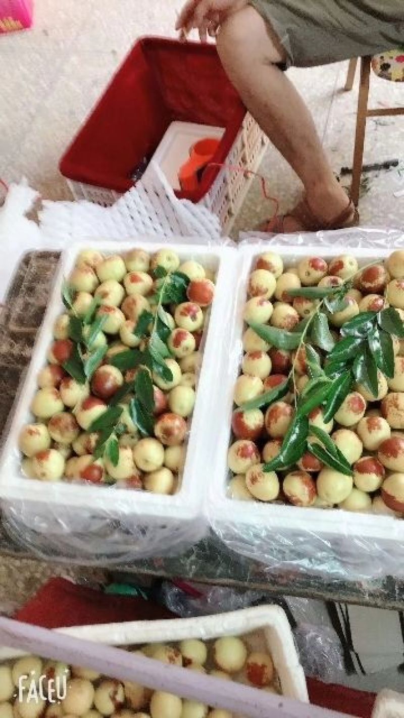 大荔冬枣批发大荔冬枣基地温室大棚冬枣产地价格电商批发