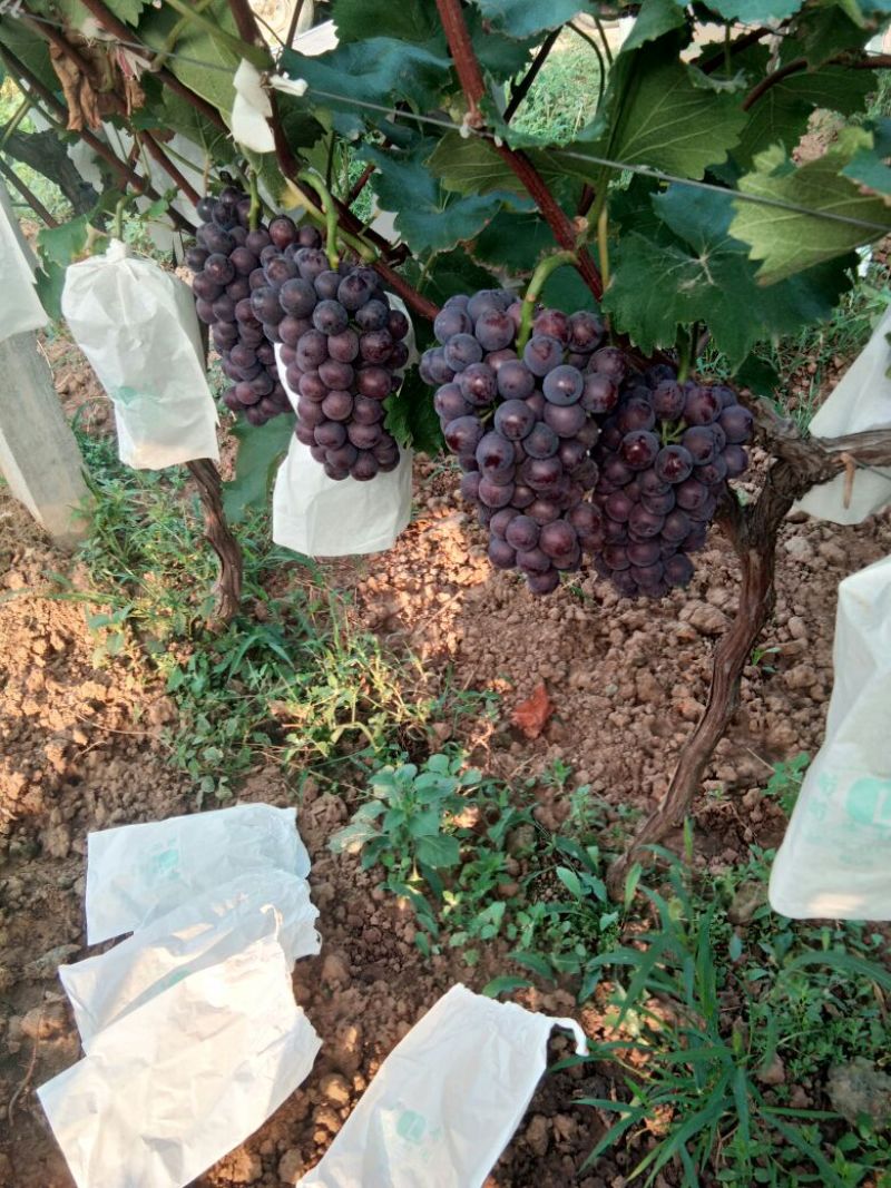 户太八号葡萄，巨锋葡萄