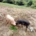 长阳民生原生态放养猪土猪肉