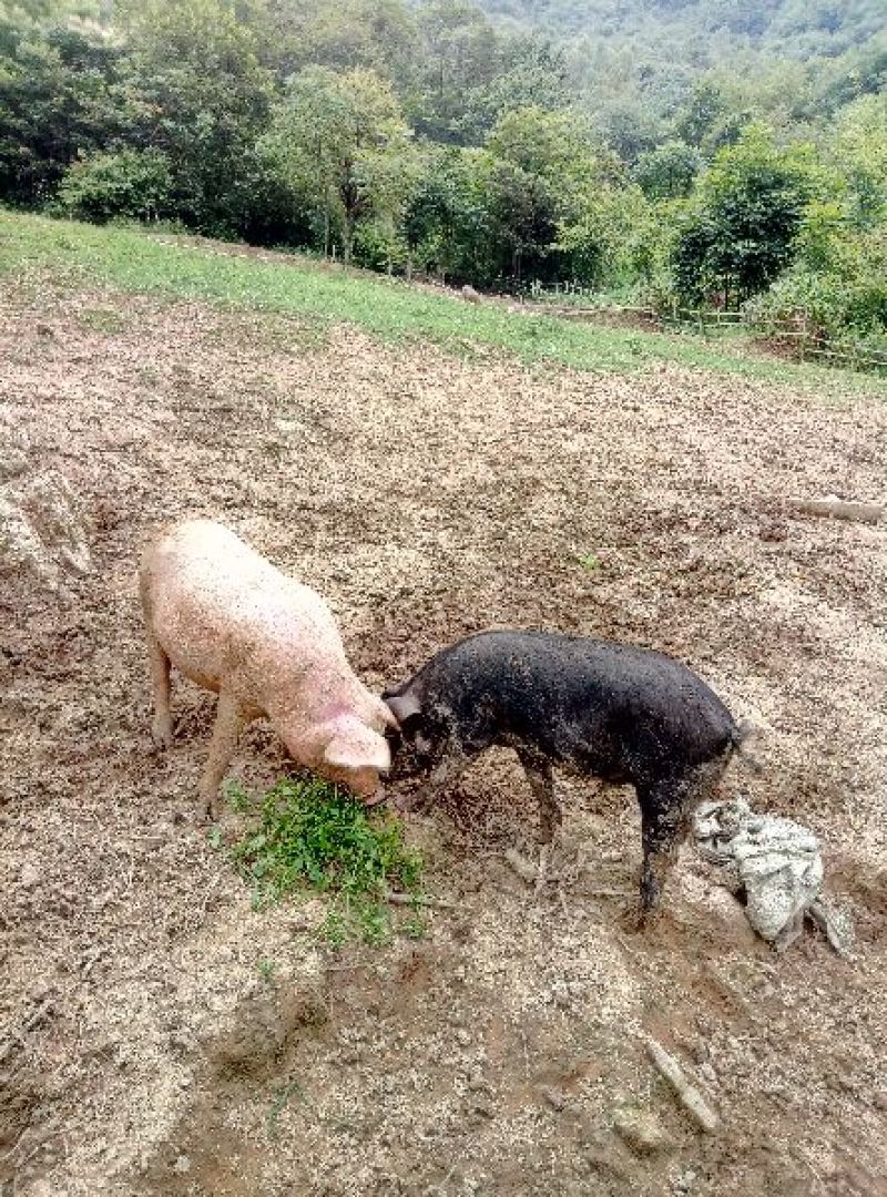 长阳民生原生态放养猪土猪肉