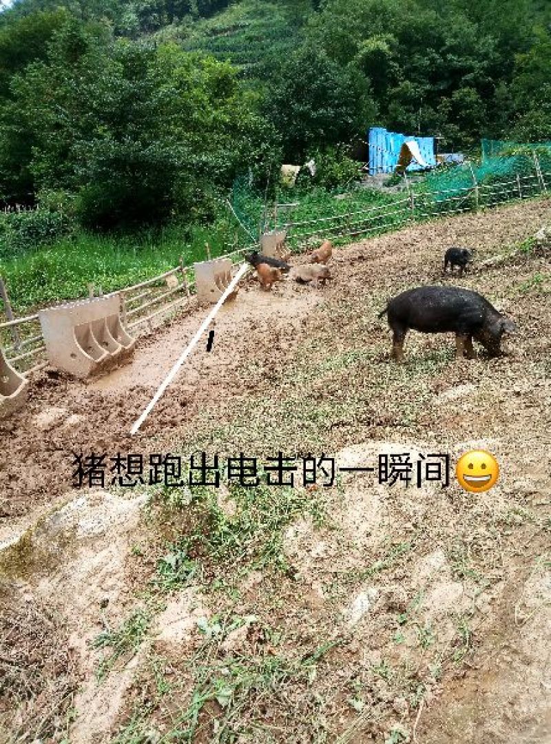 长阳民生原生态放养猪土猪肉