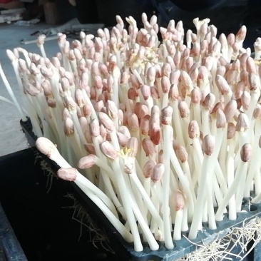 AAAA广东省中山市惠众食品无土栽培花生芽