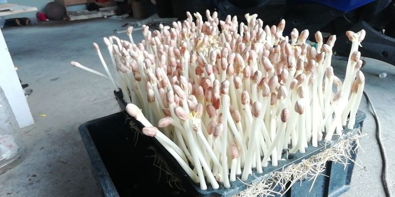 AAAA广东省中山市惠众食品无土栽培花生芽