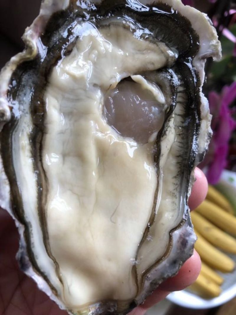 山东乳山蚝，三倍体刺身蚝，全规格有货，一手货源常年供应