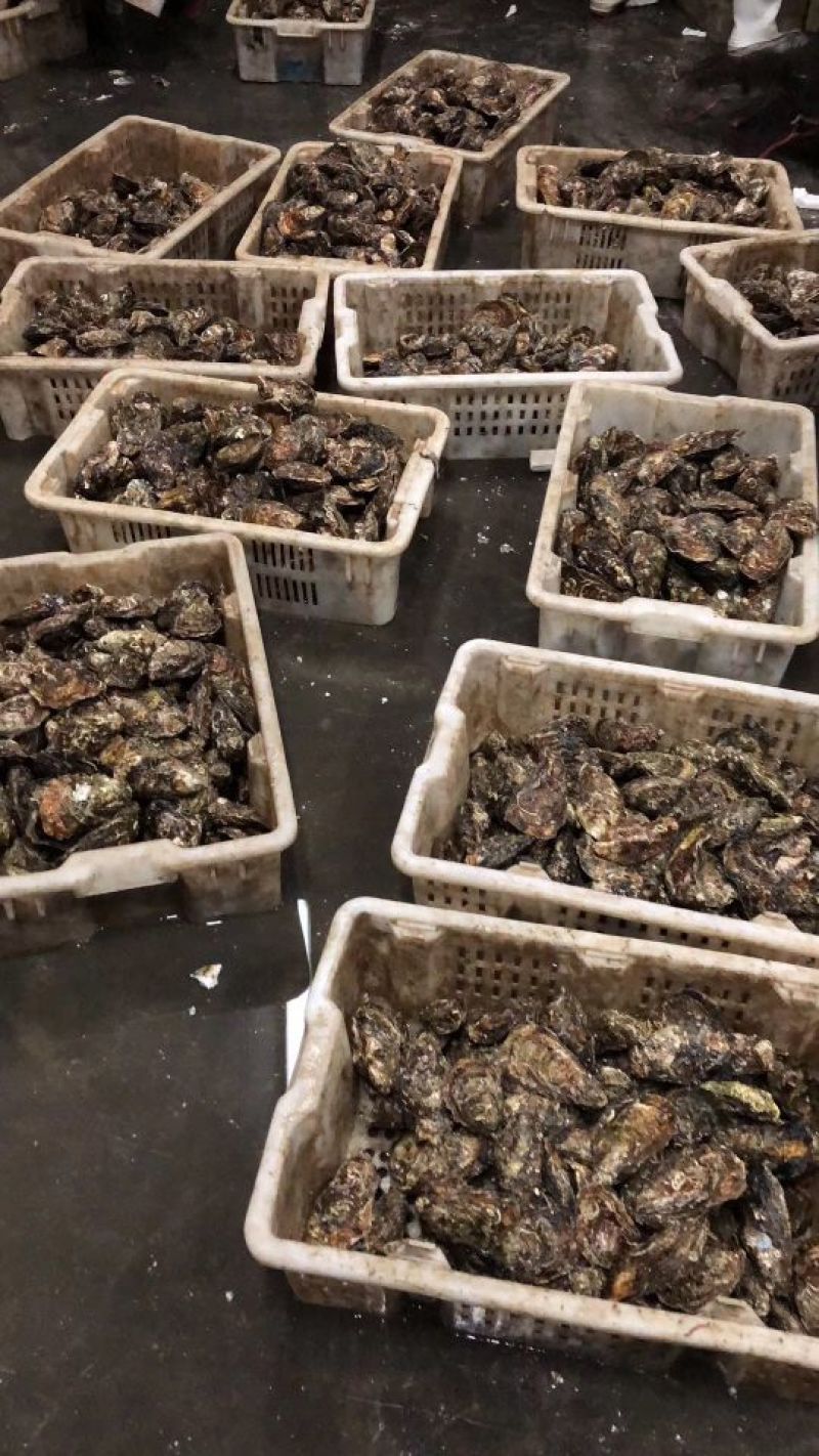 山东乳山蚝，三倍体刺身蚝，全规格有货，一手货源常年供应