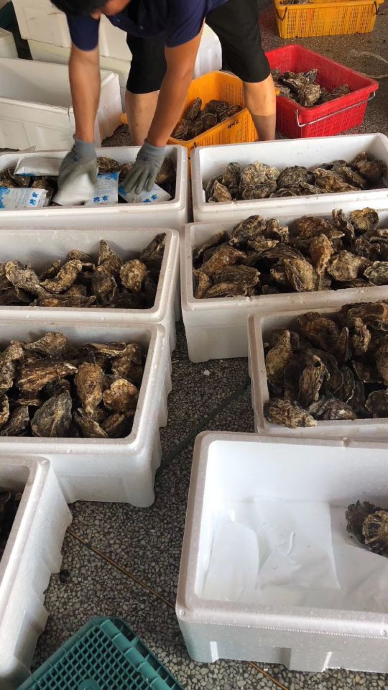 山东乳山蚝，三倍体刺身蚝，全规格有货，一手货源常年供应