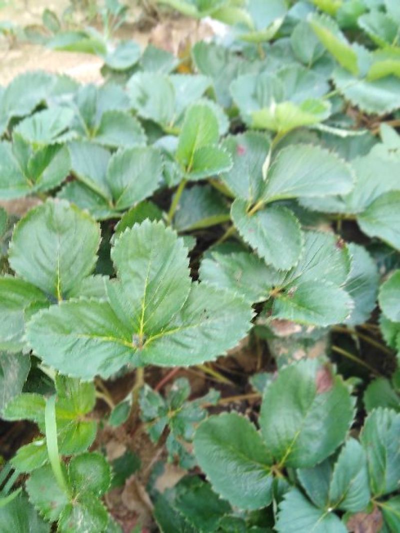 品种草莓苗全明星.随珠.妙香.丰香根系发达基地包邮