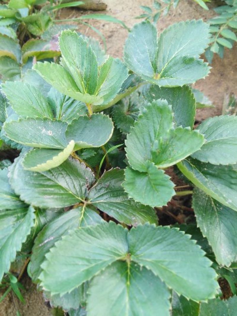 品种草莓苗全明星.随珠.妙香.丰香根系发达基地包邮