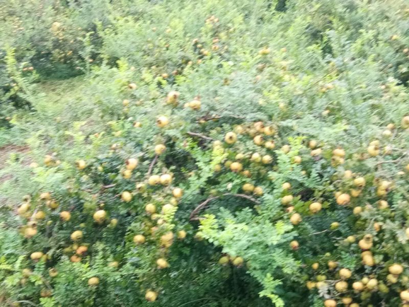 刺梨鲜果