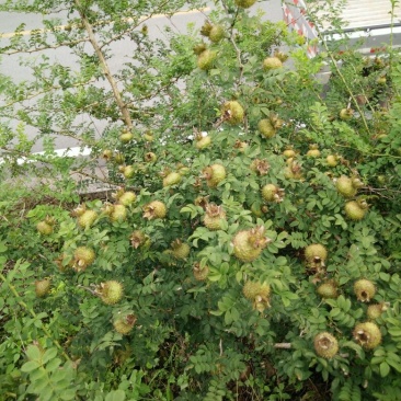 纯野生高原刺梨