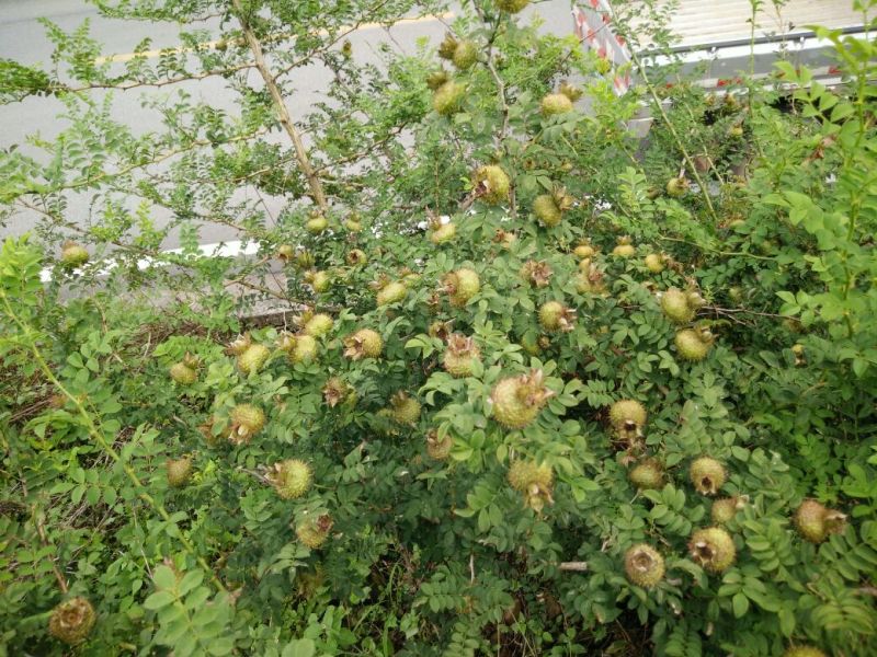 纯野生高原刺梨