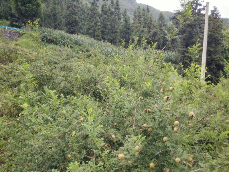 纯野生高原刺梨