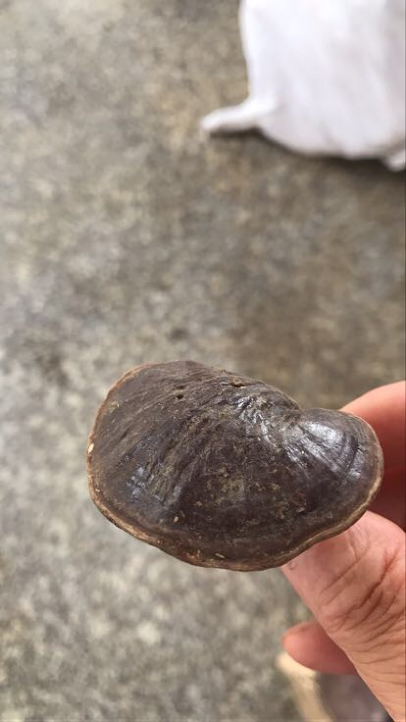 赤灵芝8公分以下