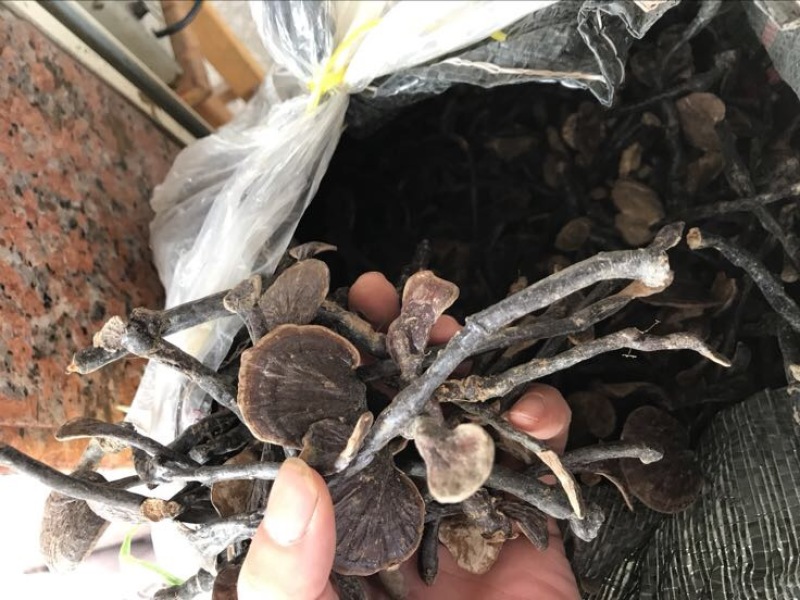 赤灵芝8公分以下