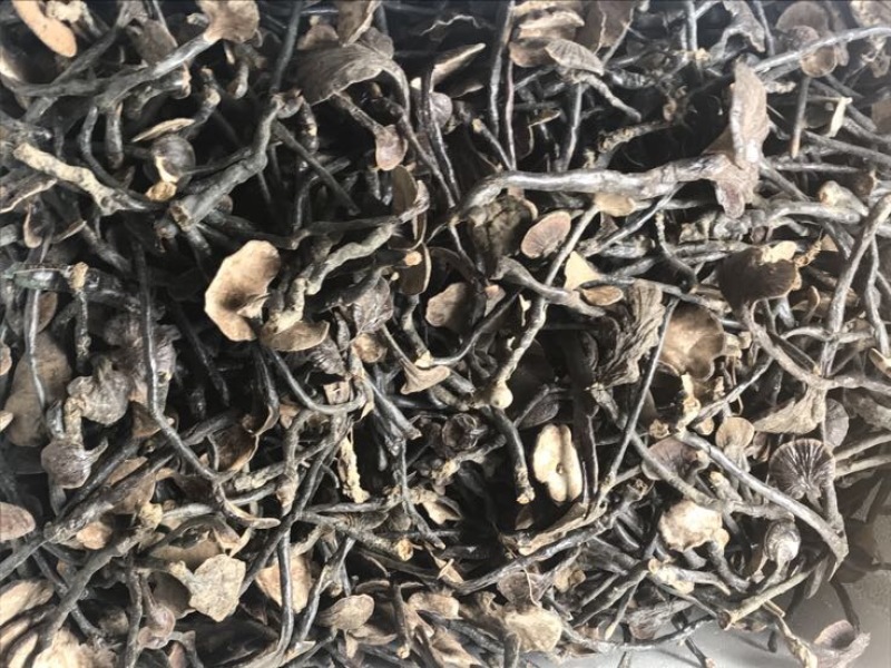 赤灵芝8公分以下