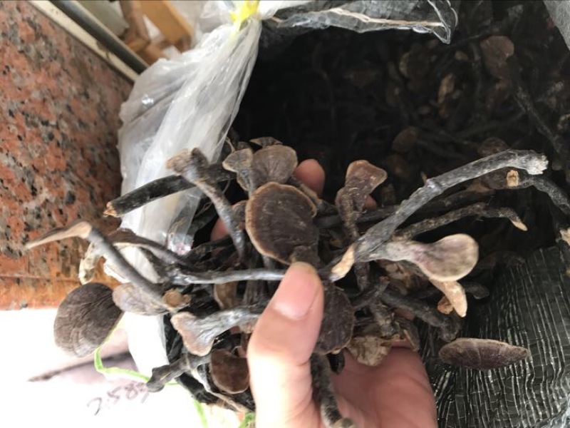 赤灵芝8公分以下