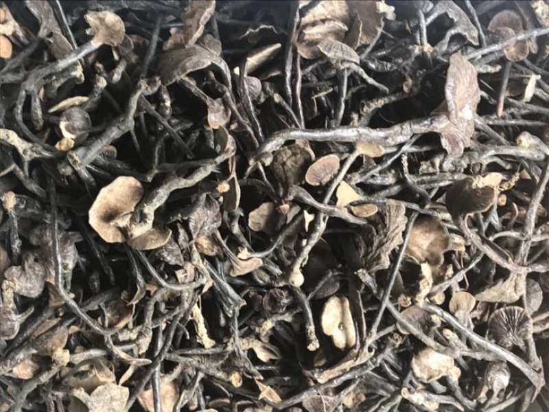 赤灵芝8公分以下