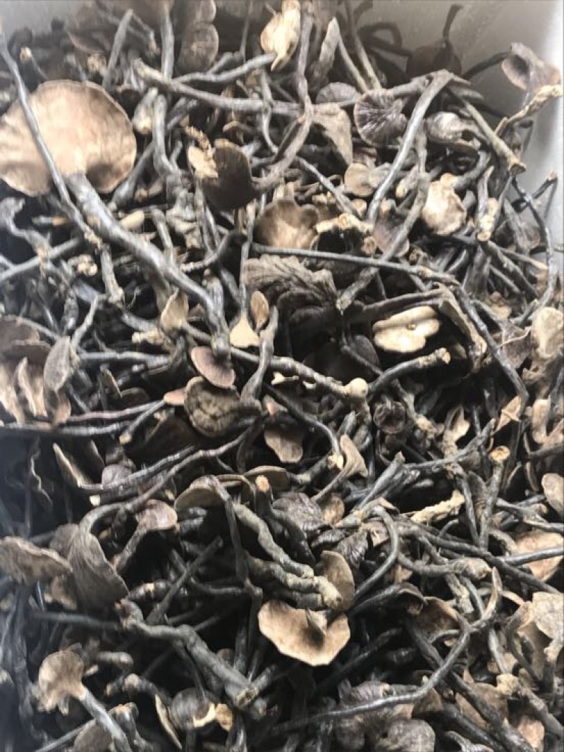 赤灵芝8公分以下