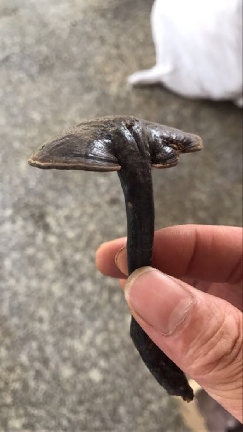 赤灵芝8公分以下