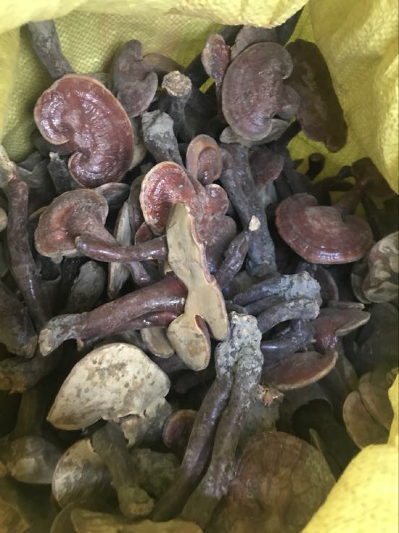 赤灵芝8公分以下