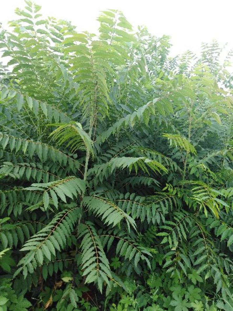 香椿苗红油香椿苗保证纯度成活率高基地包邮