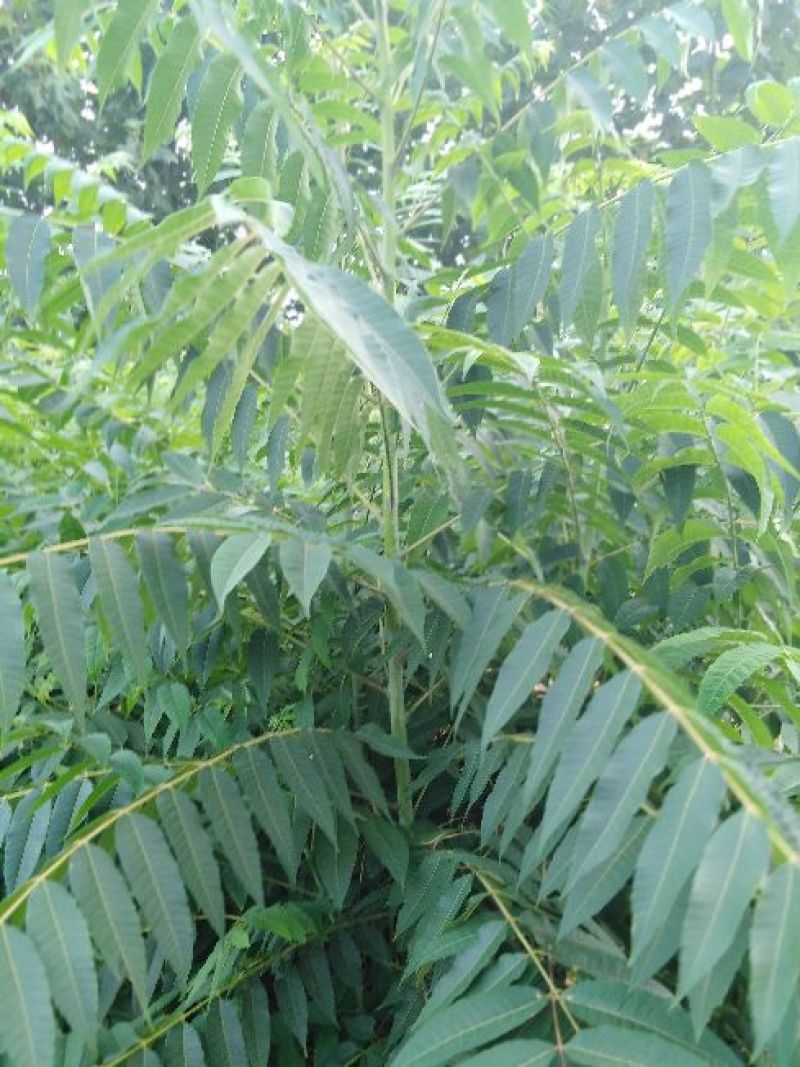 香椿苗红油香椿苗保证纯度成活率高基地包邮