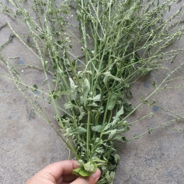 马鞭草