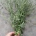 马鞭草