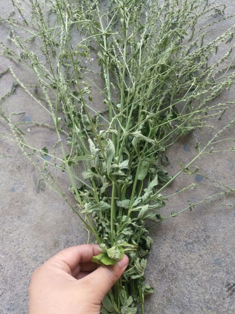 马鞭草