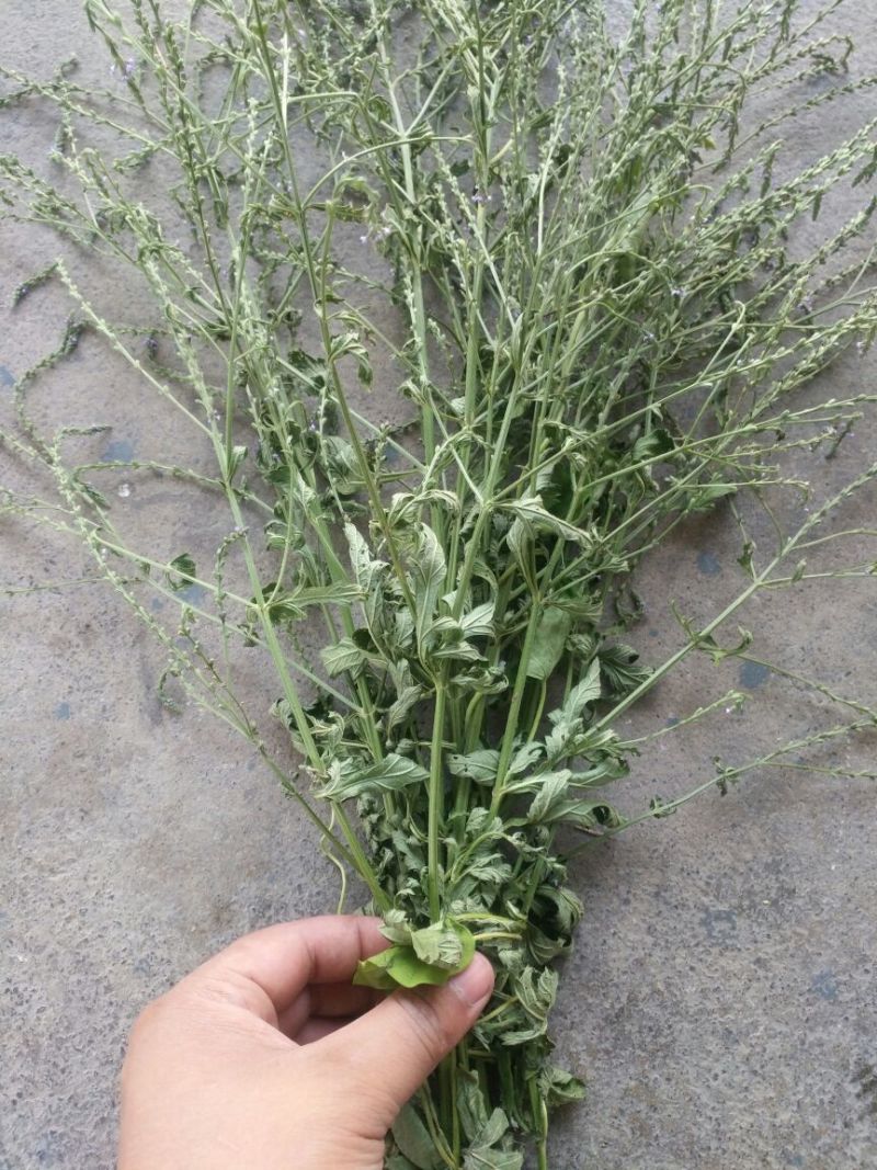 马鞭草