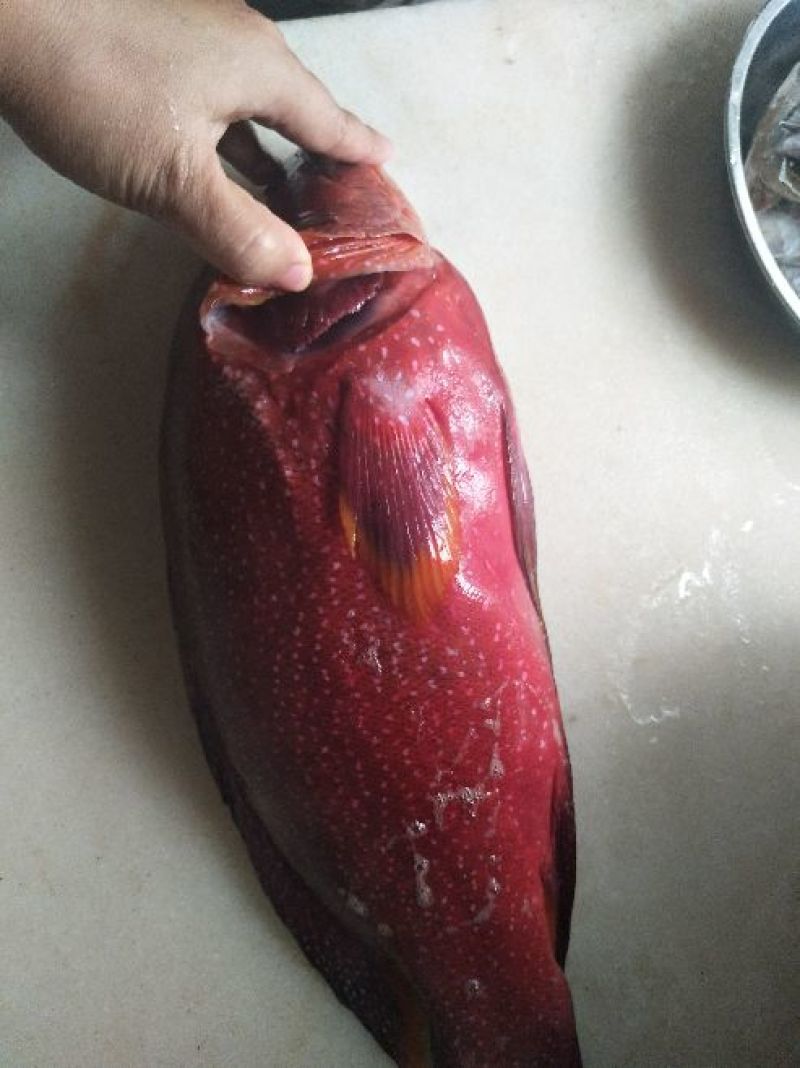 燕尾斑，冰鲜，鲜度非常好，