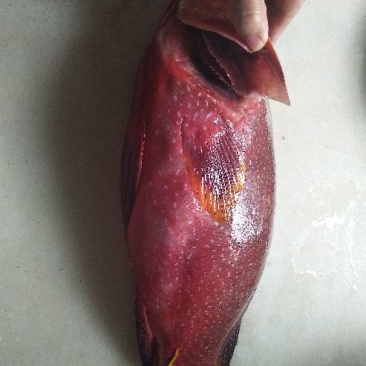 燕尾斑，冰鲜，鲜度非常好，