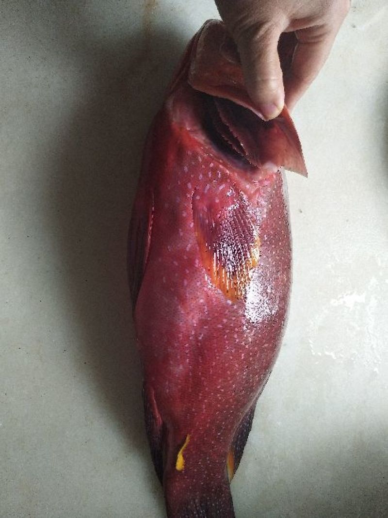 燕尾斑，冰鲜，鲜度非常好，
