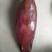 燕尾斑，冰鲜，鲜度非常好，