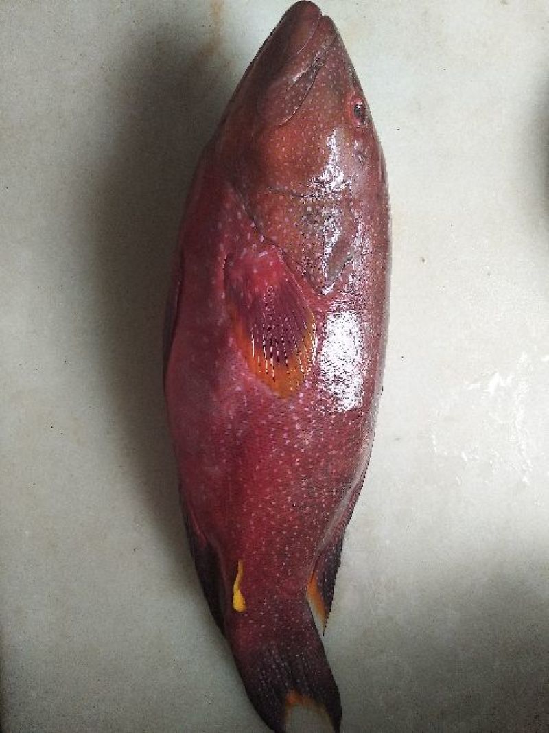 燕尾斑，冰鲜，鲜度非常好，