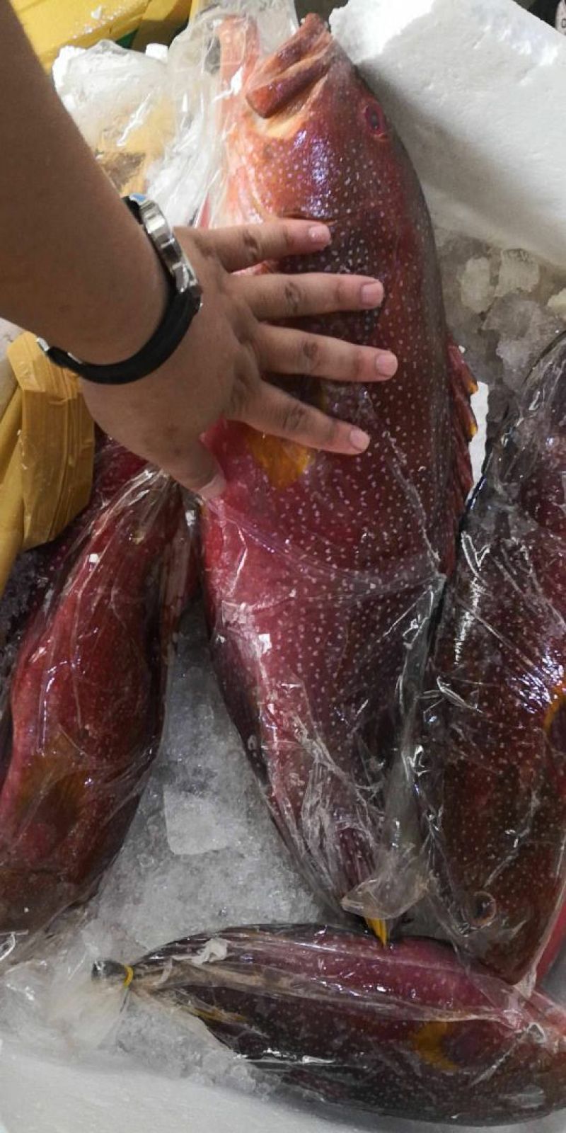 燕尾斑，冰鲜，鲜度非常好，