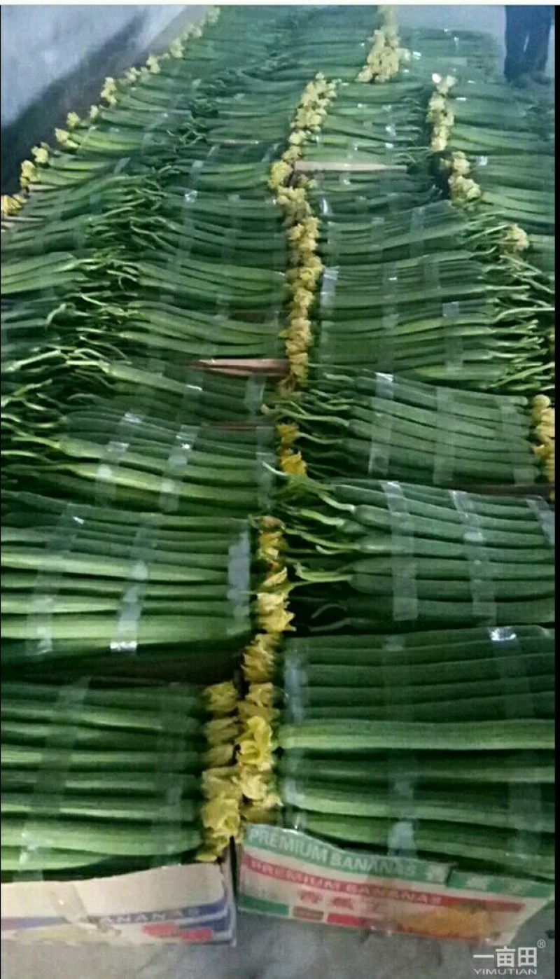 鲜花丝瓜