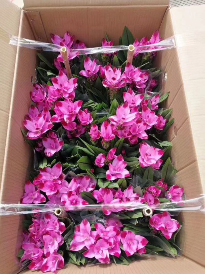 姜荷花