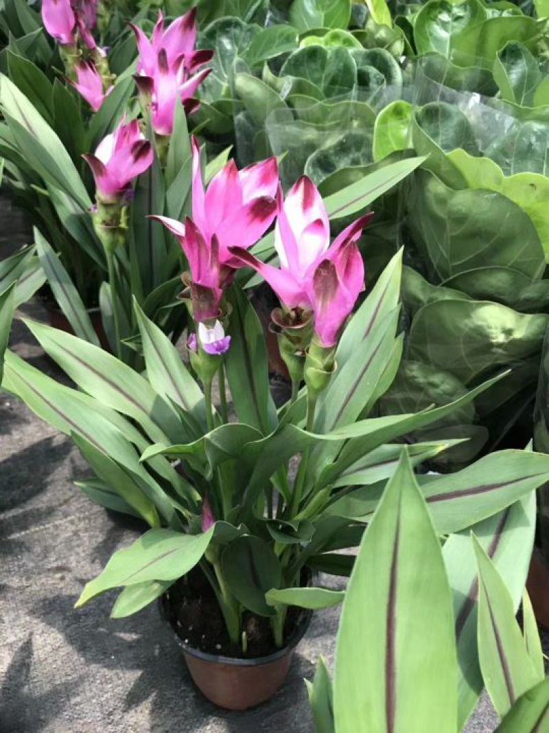 姜荷花