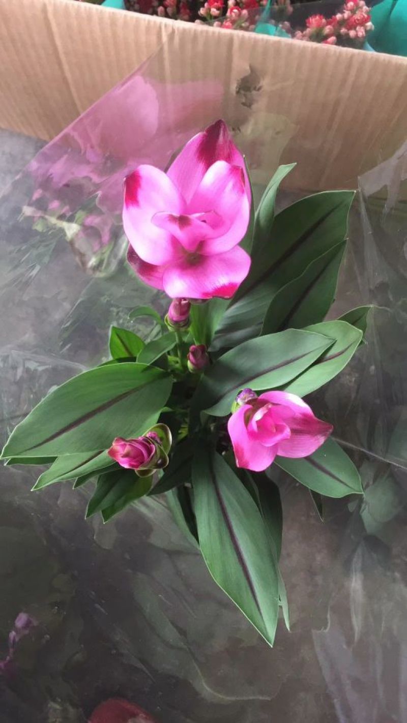 姜荷花