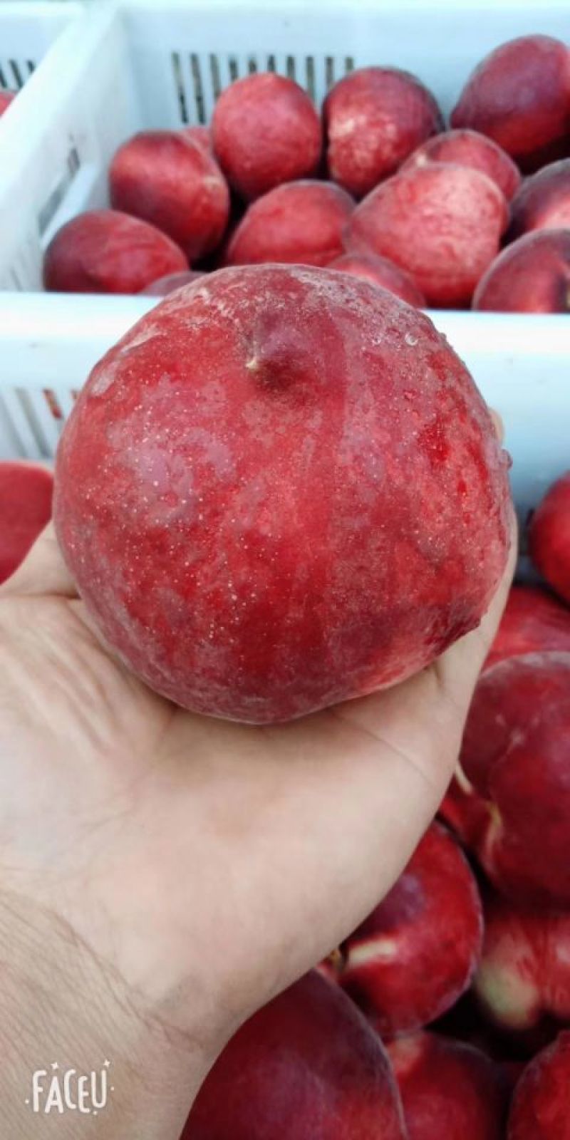 新品种桃树苗秋彤黄油蟠黄金蜜保证品种现挖包邮
