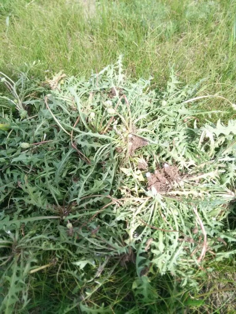 野生蒲公英呼伦贝尔草原特产婆婆丁