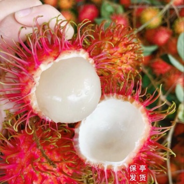 毛丹正宗7号保亭红毛丹