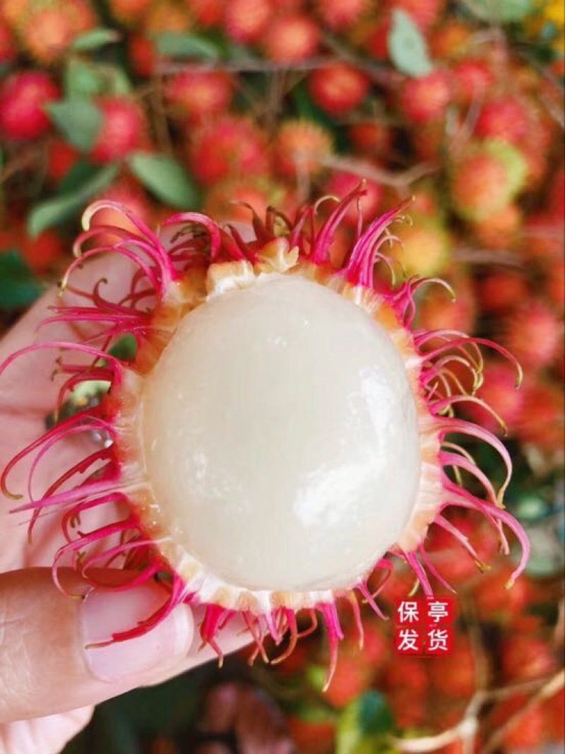 毛丹正宗7号保亭红毛丹