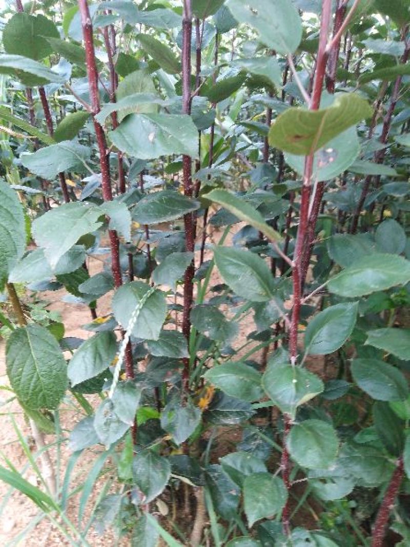 红富士苹果苗，烟富、维纳斯、2001苹果苗