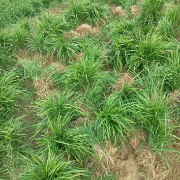 麦冬草自家苗现起现发货成活率高一年四季青