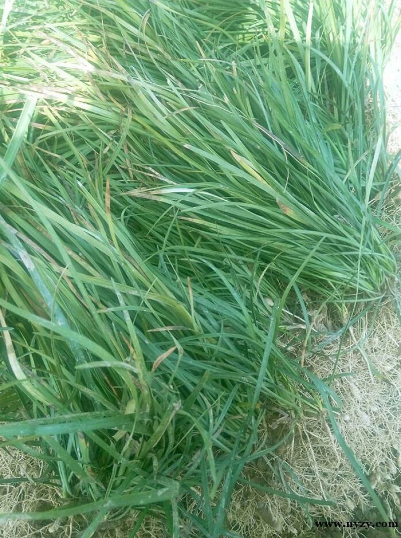 麦冬草自家苗现起现发货成活率高一年四季青