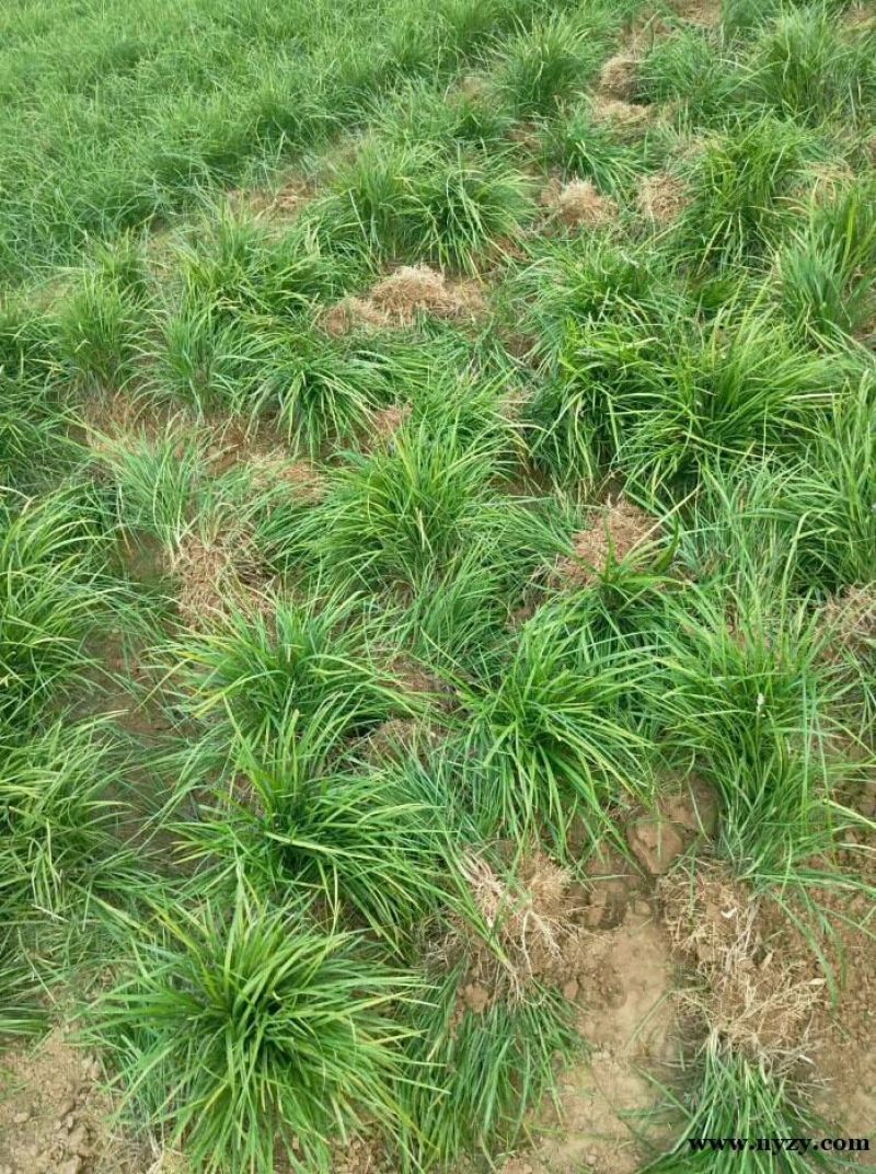 麦冬绿化工程苗草坪草皮现起苗现发货