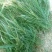 麦冬绿化工程苗草坪草皮现起苗现发货