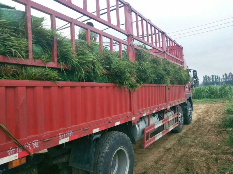 麦冬绿化工程苗草坪草皮现起苗现发货